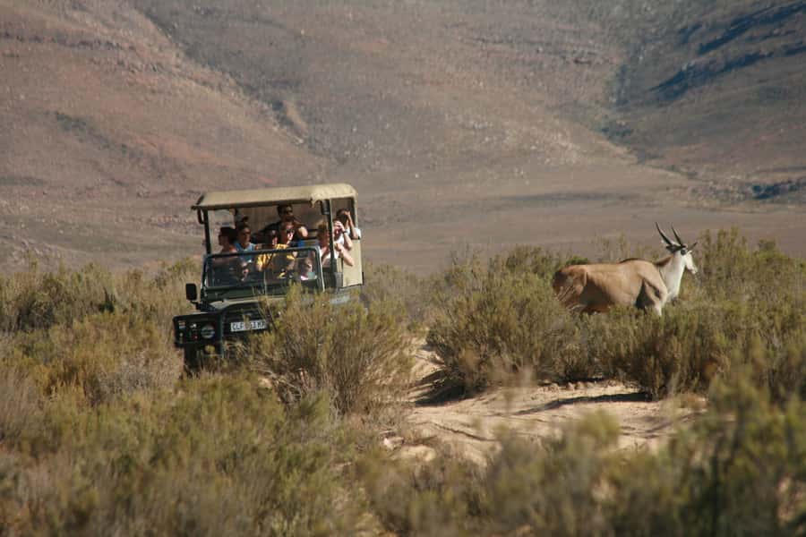 From Cape Town: Big Five Game Reserve with Lunch - A Cape Town safari without a second flight