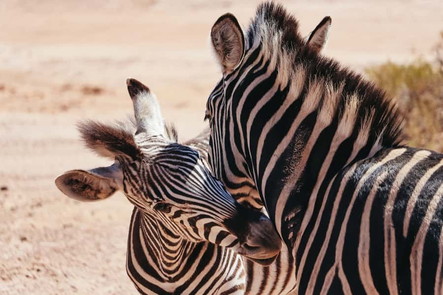 From Cape Town: Big Five Game Reserve with Lunch - What happens at Aquila Private Nature Reserve