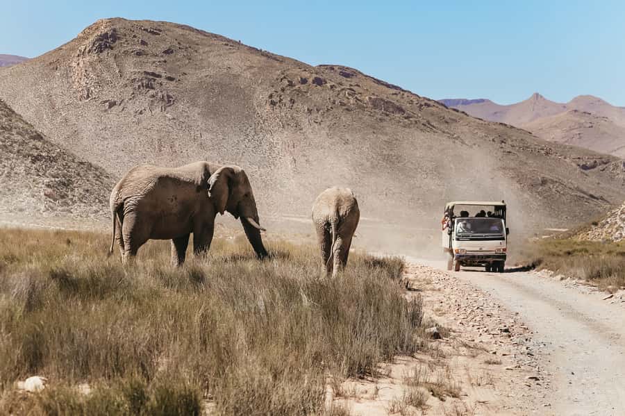 From Cape Town: Big Five Game Reserve with Lunch - Lunch at the lodge before the open vehicle drive