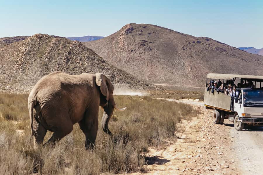 From Cape Town: Big Five Game Reserve with Lunch - Two hours among lions, rhinos, and elephants