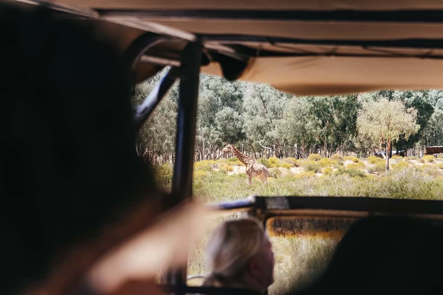 From Cape Town: Big Five Game Reserve with Lunch - Is $236 a fair price?