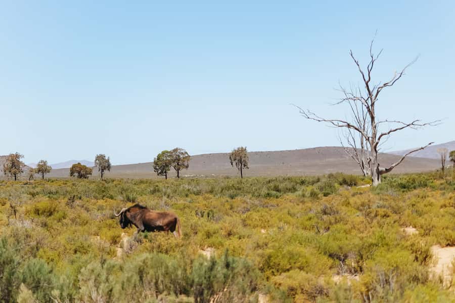 From Cape Town: Big Five Game Reserve with Lunch - Who will enjoy this most?