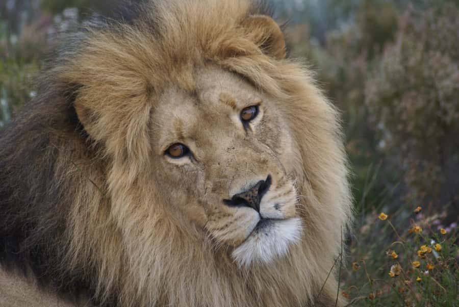 From Cape Town: Big Five Safari Experience with Lunch - Key points to know before booking