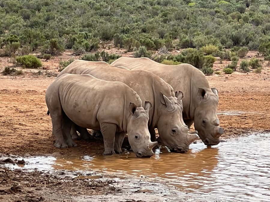 From Cape Town: Big Five Safari Experience with Lunch - Why this safari works for a short Cape Town stay
