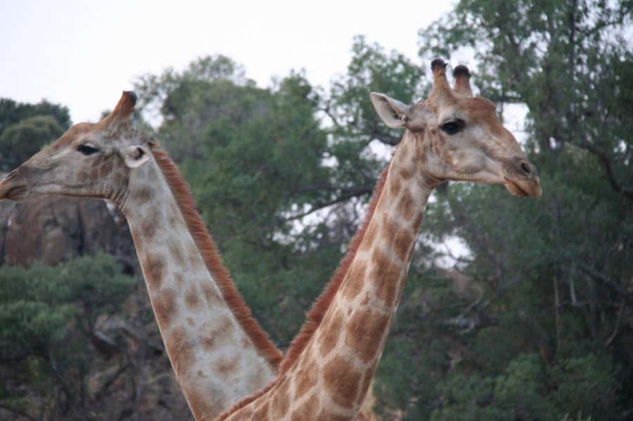 From Cape Town: Big Five Safari Experience with Lunch - The 2.5 to 3-hour game drive