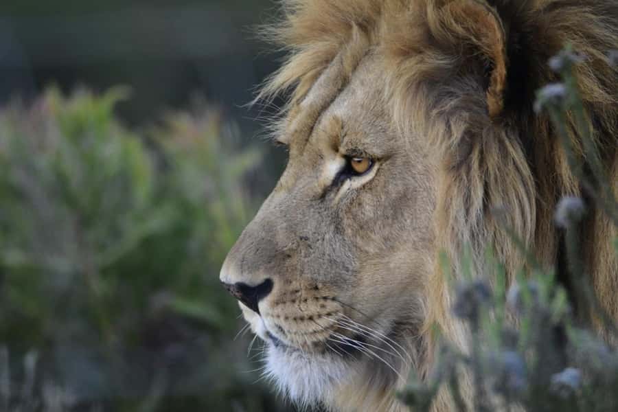 From Cape Town: Big Five Safari Experience with Lunch - What the reserve feels like in practice