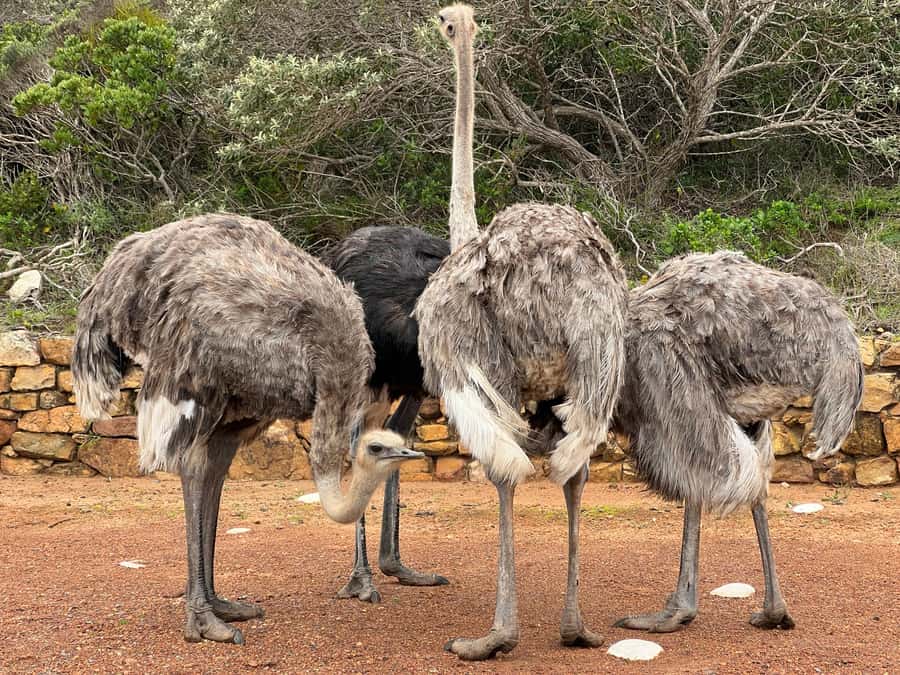From Cape Town: Big Five Safari Experience with Lunch - Who should book this wildlife day?