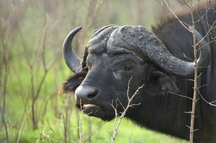 From Cape Town: Big Five Safari Experience with Lunch - From Cape Town hotel pickup to the reserve