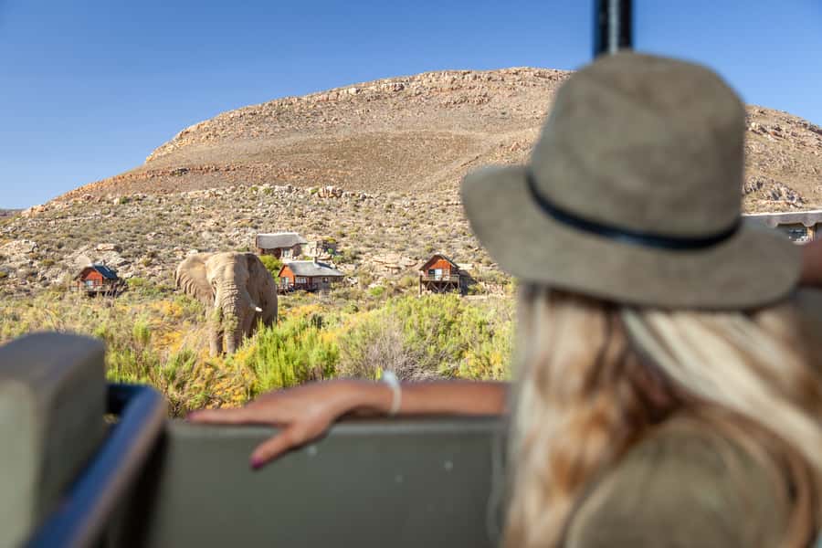 From Cape Town: Big Five Sunset Safari incl. Transportation - Welcome drinks before the animals appear