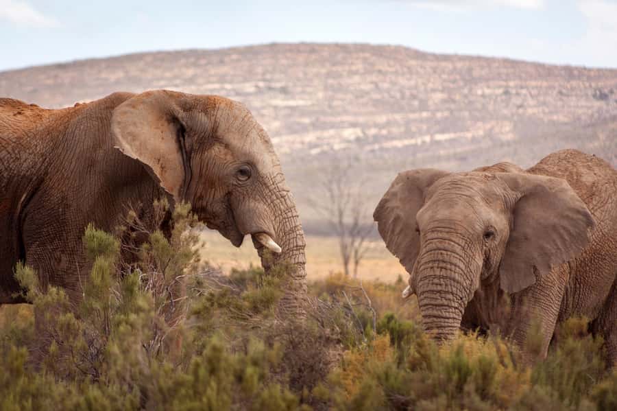 From Cape Town: Big Five Sunset Safari incl. Transportation - Two to three hours on the Big Five drive