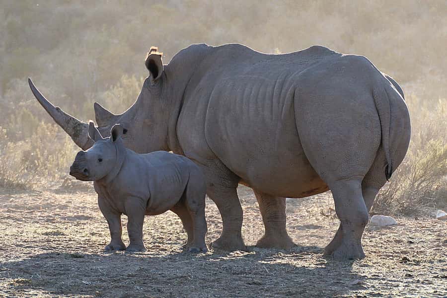 From Cape Town: Big Five Sunset Safari incl. Transportation - A shared safari vehicle after an exclusive transfer