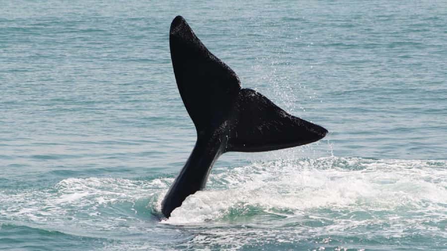From Cape Town: Cape Agulhas, Penguins, Wine Tasting Tour - Hermanus: lunch, sea air, and seasonal whales