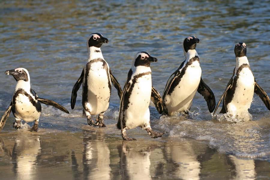 From Cape Town: Cape Agulhas, Penguins, Wine Tasting Tour - What the guides add to the day