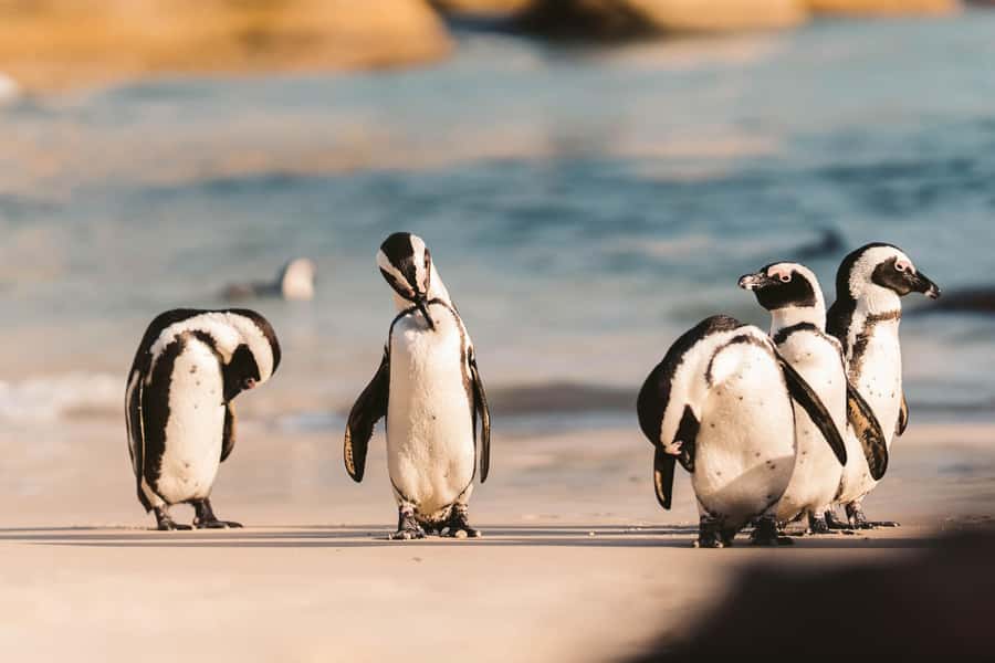 From Cape Town: Cape Agulhas, Penguins, Wine Tasting Tour - Wine in Hemel-en-Aarde, with one cost to check