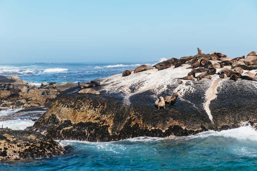 From Cape Town: Cape Peninsula & Boulders Penguin Beach Tour - Noordhoek Farm Village, a useful pause before Cape Point