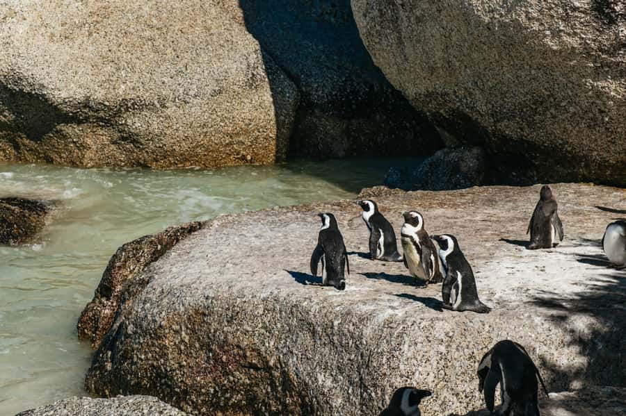 From Cape Town: Cape Peninsula & Boulders Penguin Beach Tour - Bo-Kaap, where the day starts with city life