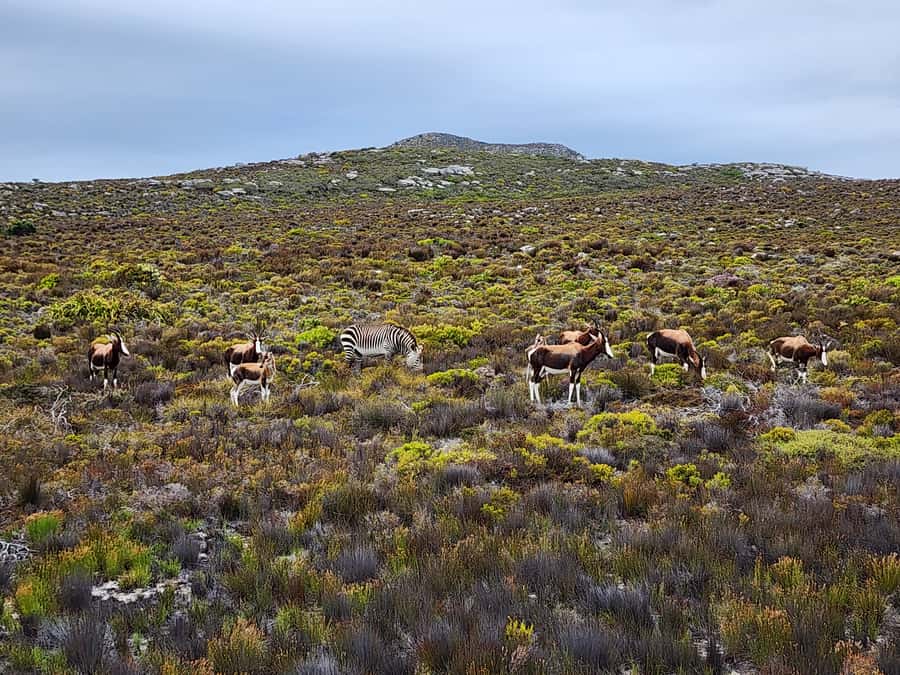 From Cape Town: Cape Point and Boulders Beach Half-Day Tour - Boulders Beach brings you close to African penguins