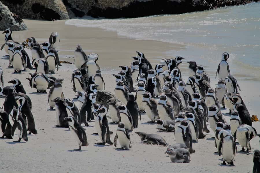 From Cape Town: Cape Point and Boulders Beach Half-Day Tour - Maiden’s Cove opens with classic Cape Town views