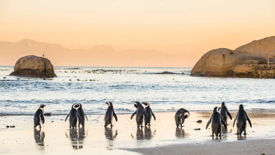 From Cape Town: Cape Point & Boulders Beach Full-Day Tour - Key points to know before booking