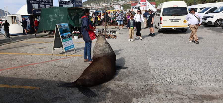 From Cape Town: Cape Point & Boulders Beach Full-Day Tour - Lunch and 18th-century Simon’s Town