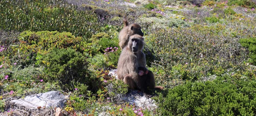 From Cape Town: Cape Point & Boulders Beach Full-Day Tour - From Cape Town to Maidens Cove and the Bo-Kaap