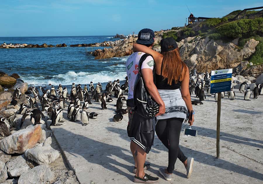 From Cape Town: Full-Day Cape Agulhas Private Tour - Stony Point and the African penguin colony