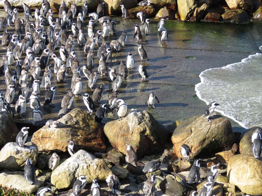 From Cape Town: Full-Day Cape Agulhas Private Tour - The private vehicle changes the feel of the day