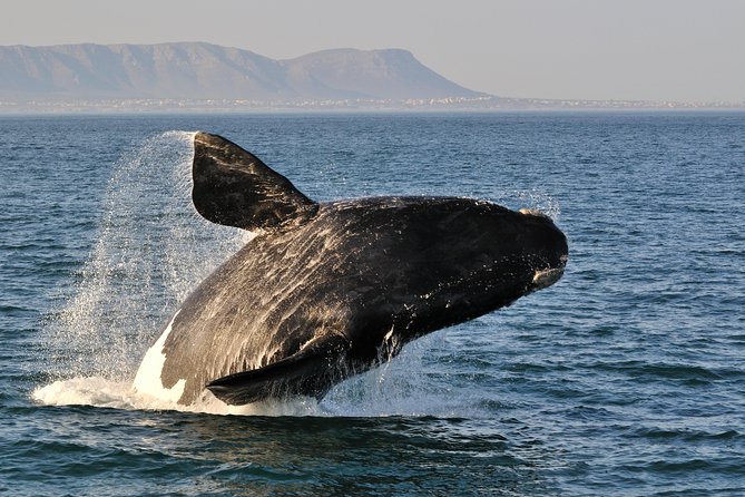 From Cape Town: Full Day Guided Hermanus and Whale Tour - Why Hermanus makes a strong Cape Town day trip