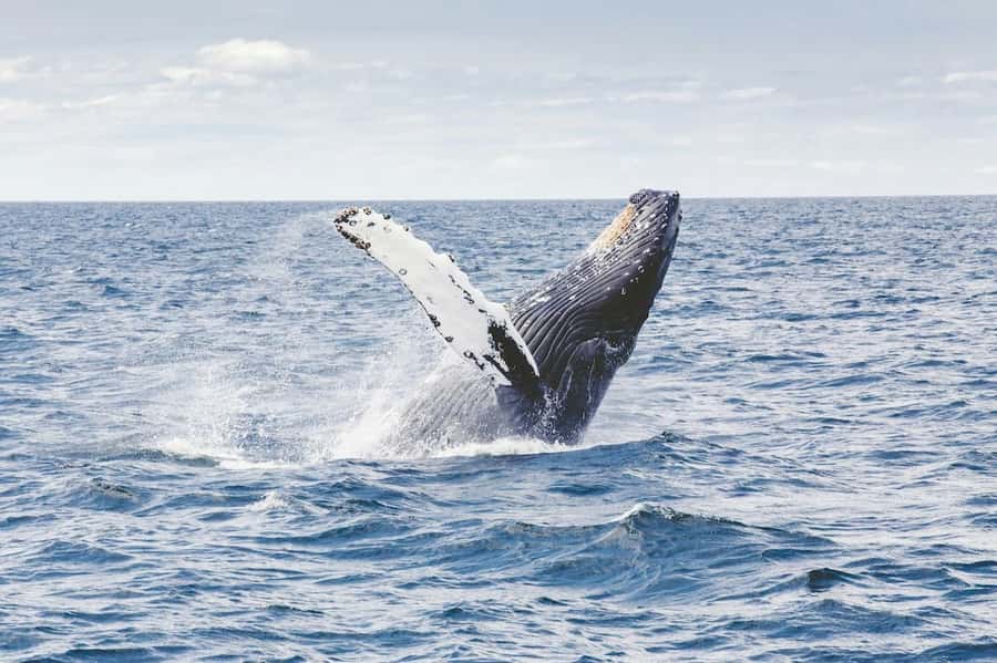 From Cape Town: Full-Day Hermanus Whale Watching Tour - Key points at a glance