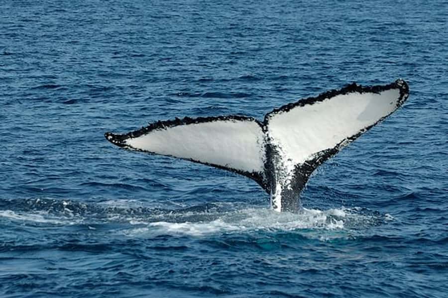 From Cape Town: Full-Day Hermanus Whale Watching Tour - Why Hermanus is the star of the day