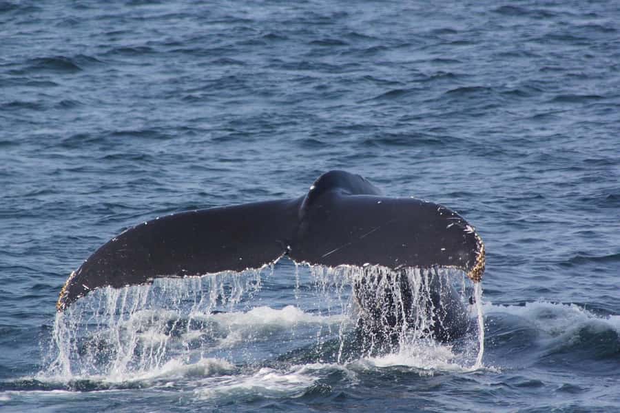 From Cape Town: Full-Day Hermanus Whale Watching Tour - Shore watching or an optional boat trip