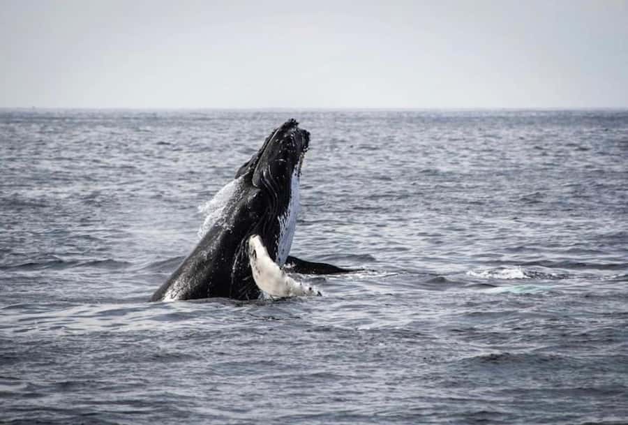 From Cape Town: Full-Day Hermanus Whale Watching Tour - Who will get the most from this tour