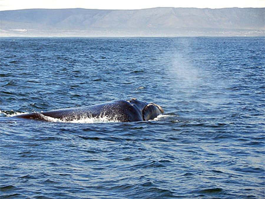 From Cape Town: Full Day Hermanus Whale Watching Tour - Three Hours in Hermanus for Shore-Based Whales