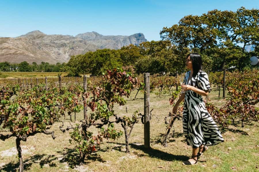 From Cape Town: Full Day Winelands Tour with wine tastings - A full day among three Cape Winelands towns
