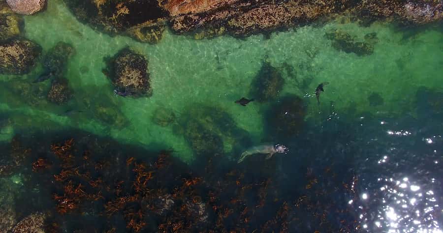 From Cape Town: Glass-Bottom Boat Seal Watching Tour - What the glass-bottom viewing ports really show