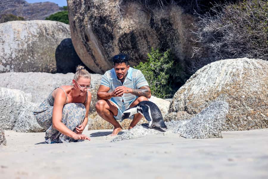 From Cape Town: Half-Day Boulders Beach and Penguins Tour - Key points at a glance