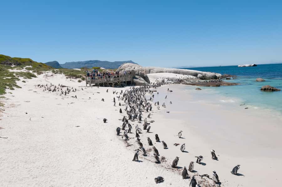 From Cape Town: Half Day Cape Point & Penguins Tour - The timing is efficient, not relaxed