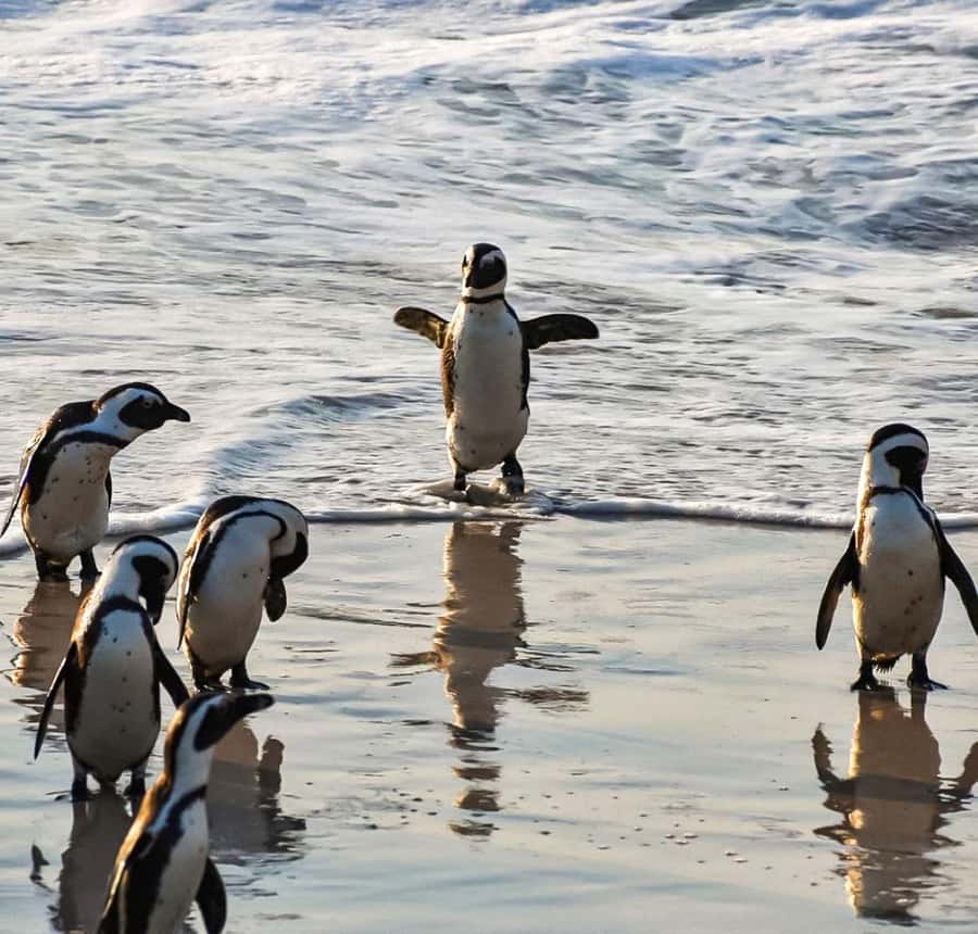 From Cape Town: Half Day Cape Point & Penguins Tour - The guide can shape the whole morning