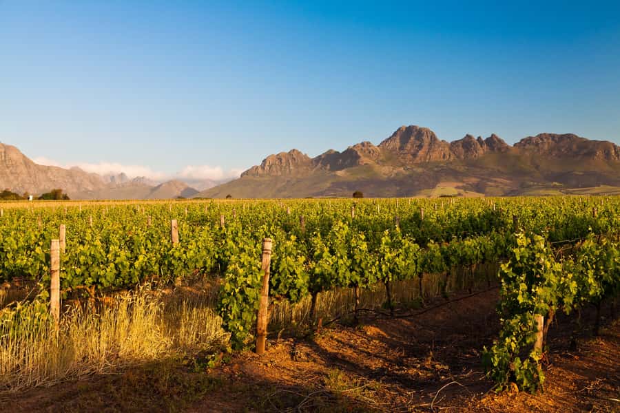 From Cape Town: Half Day Winelands Tour with winetasting - Why this half-day trip works