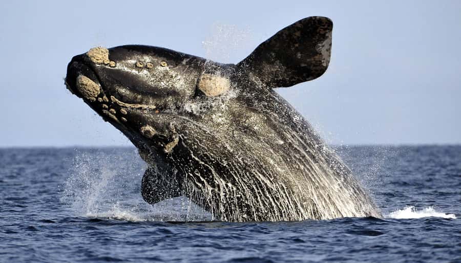 From Cape Town: Hermanus Whale Watching Boat Trip - Key points to know before you book