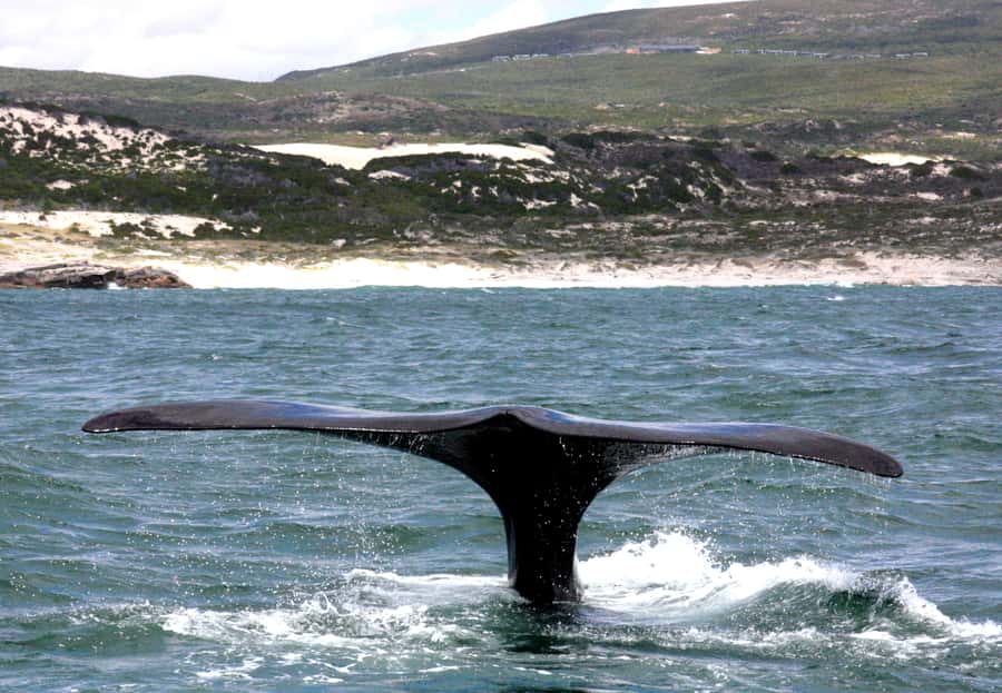 From Cape Town: Hermanus Whale Watching Boat Trip - Southern right whales, mothers, calves, and close encounters