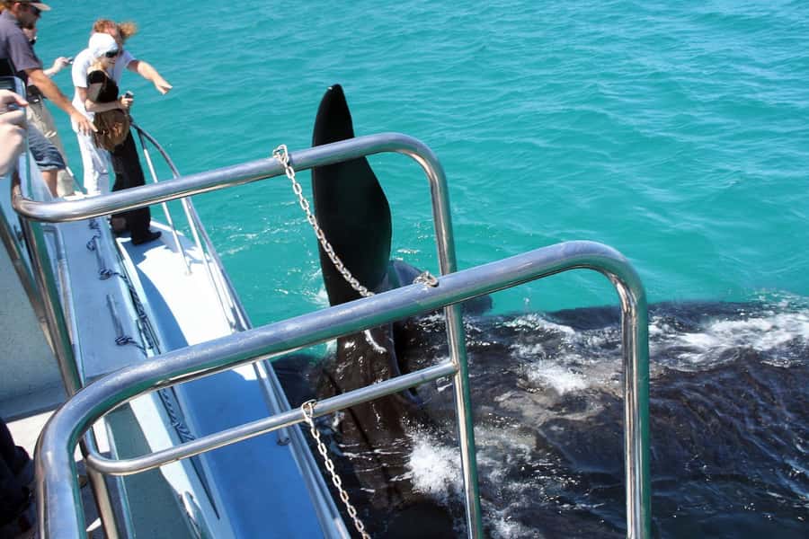 From Cape Town: Hermanus Whale Watching Boat Trip - Dolphins, seals, penguins, and less predictable sightings