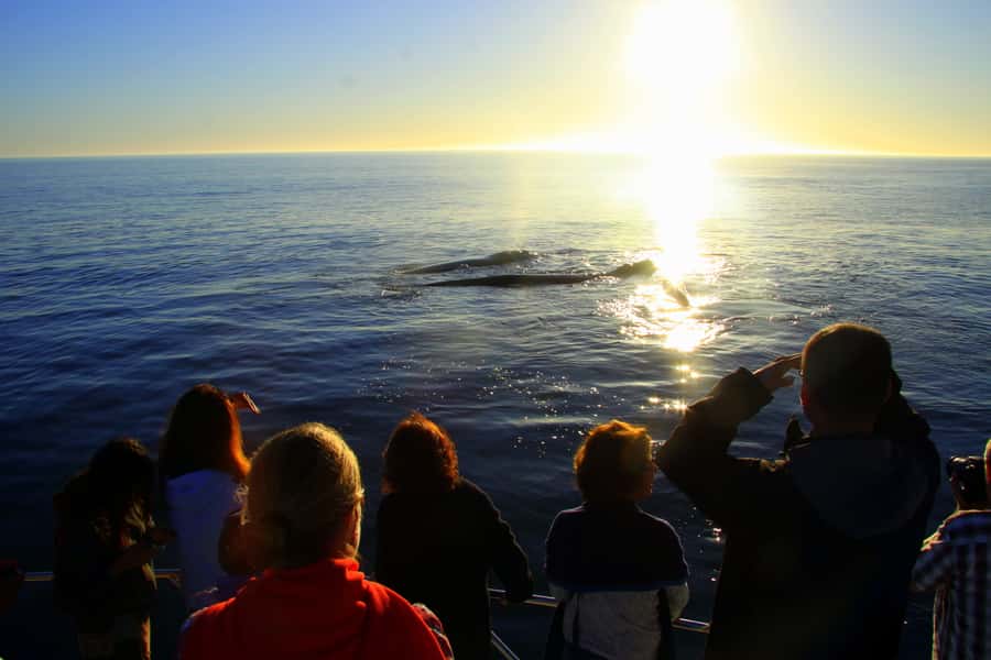 From Cape Town: Hermanus Whale Watching Boat Trip - How much value do you get for $221?