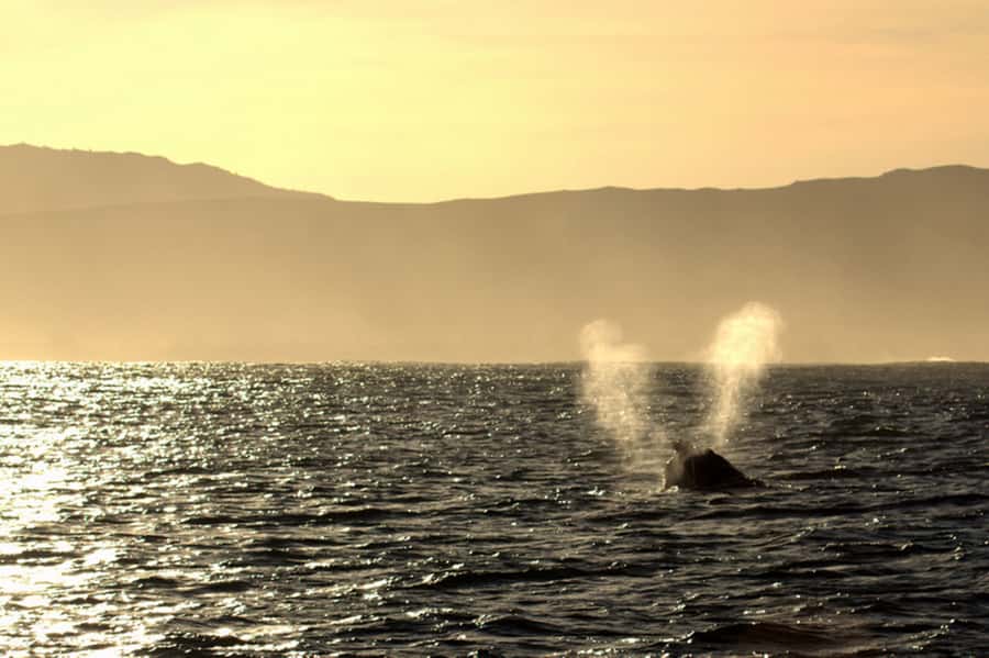 From Cape Town: Hermanus Whale Watching Boat Trip - Weather, rescheduling, and comfort