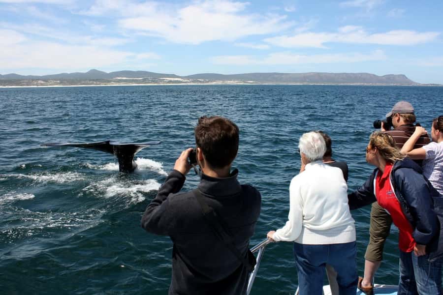 From Cape Town: Hermanus Whale Watching Boat Trip - Boarding a boat limited to 25 people