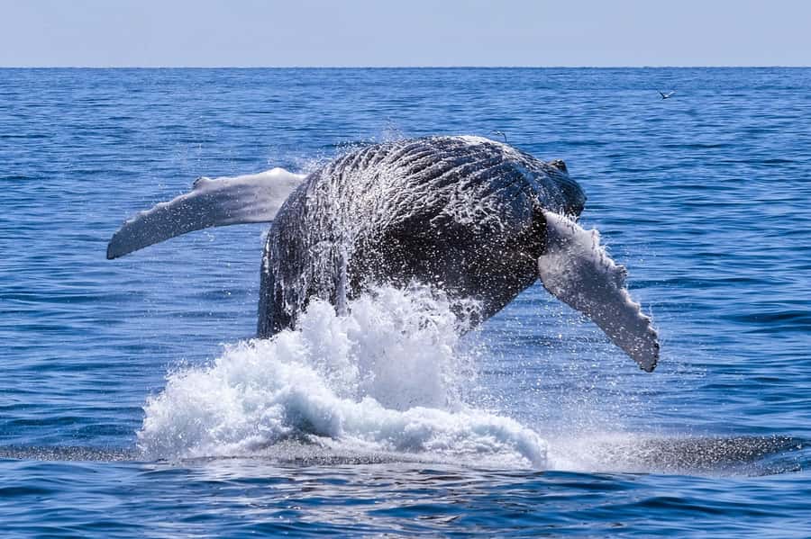 From Cape Town: Hermanus Whale Watching Full Day Tour - A full day from Cape Town to Walker Bay
