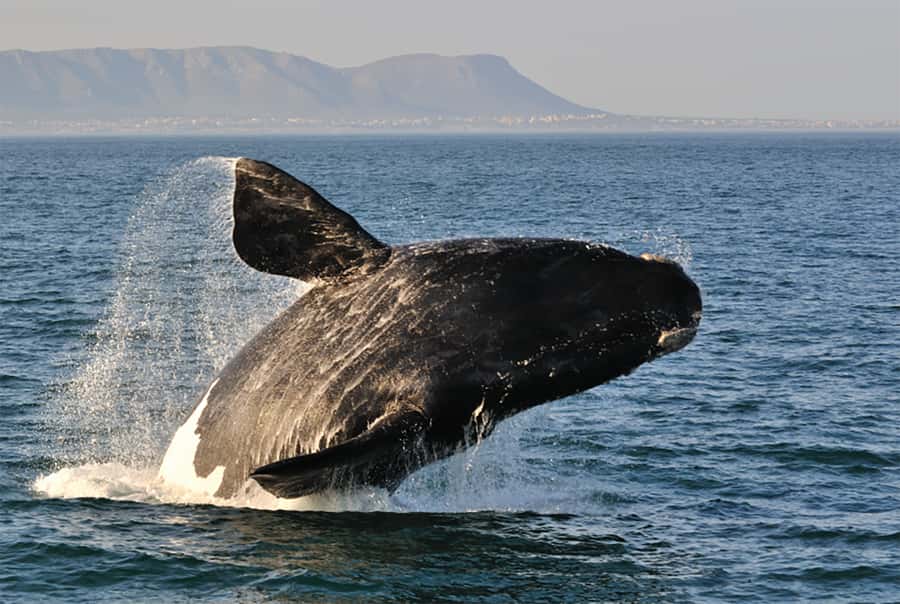 From Cape Town: Hermanus Whale Watching Full Day Tour - Two hours to make Hermanus your own