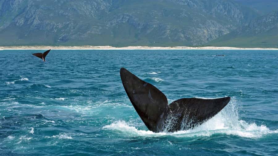 From Cape Town: Hermanus Whale Watching Full Day Tour - Peregrine Farm Store is a useful final stop