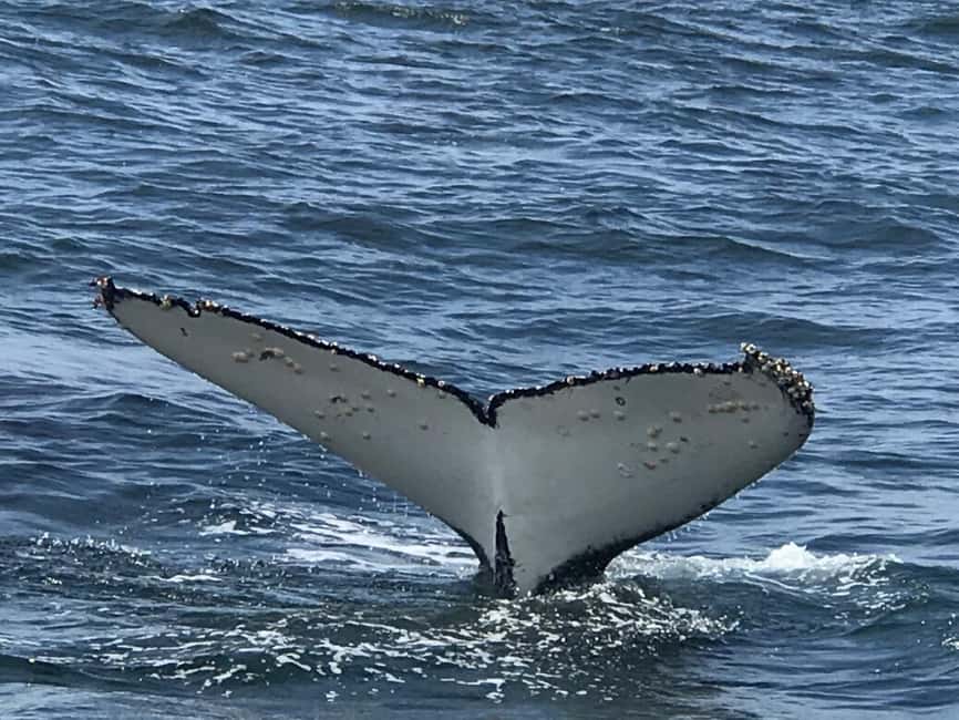 From Cape Town: Hermanus Whale Watching Tour with Boat Trip - Cape Town to Hermanus by private vehicle