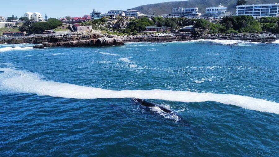 From Cape Town: Hermanus Whale Watching Tour with Boat Trip - The 2 to 3-hour whale-watching boat trip